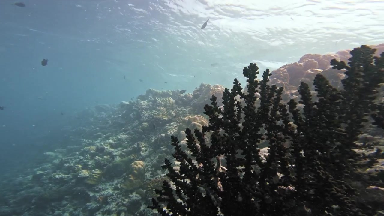 Smooth underwater tracking shot glides past branching corals as tropical fish swim above a sunlit shallow reef in the Maldives, revealing the rich marine life of the Indian Ocean.