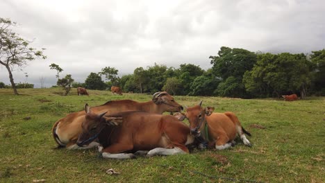 Una-Vista-Del-Ganado-Bali,-Familia-De-Vacas-Marrones-Descansando-Juntas-Y-Pastando-En-El-Fondo,-Campo-De-Indonesia,-Sudeste-Asiático