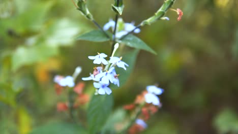 slow establishing bokeh shot of bright orange and blue crossandra plant in a forest