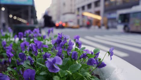 street of new york city seen from behind a flowerbed with purple flowers