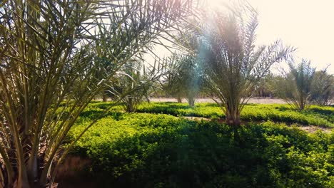 date-palm-plantation-deglet-nour-with-sun-rays-in-the-region-of-biskra-algeria