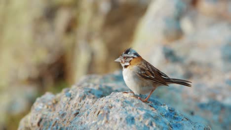 Rufous-Collared-Spatz-Hüpft-An-Windigen-Tagen-Auf-Felsen,-Zeitlupe