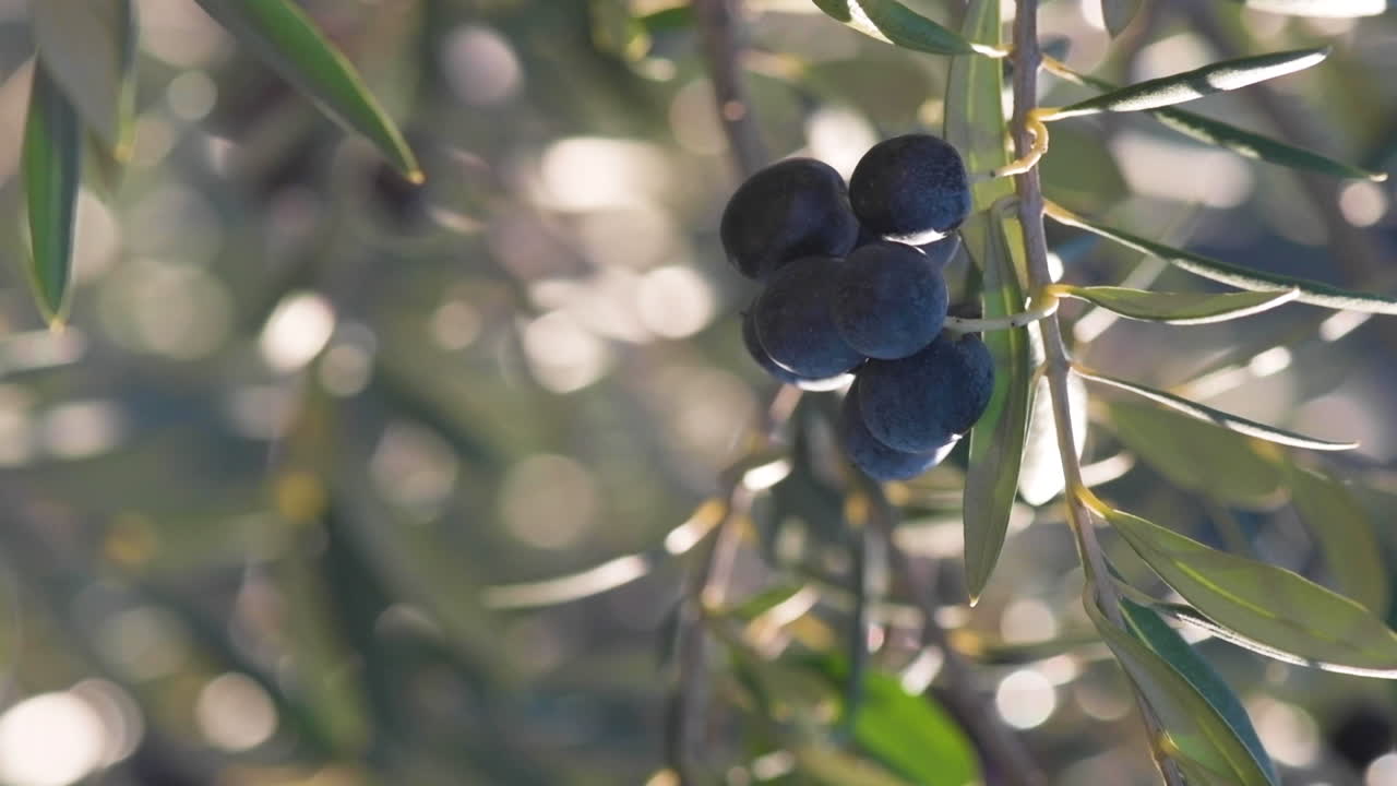 Slow motion of  Mediterranean Spanish olives growing in a tree in the late evening sun. shot in a selective focus to ad copy space