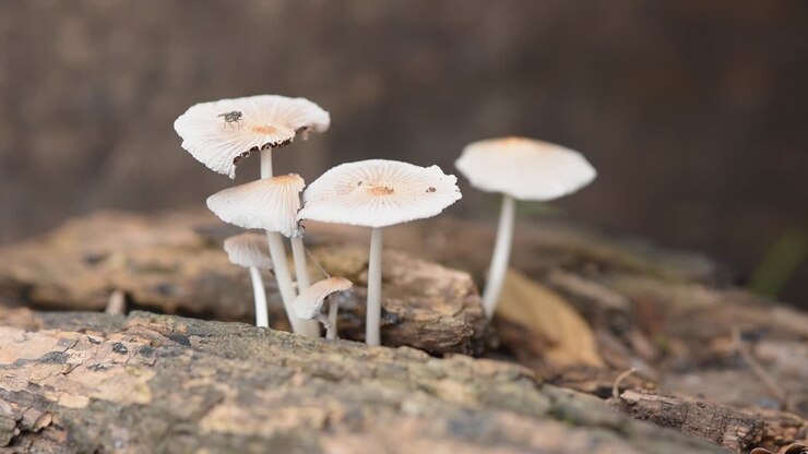 Details of mushrooms on a rotten log on the forest floor