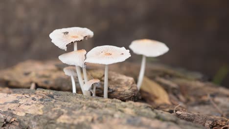 Details-Von-Pilzen-Auf-Einem-Morschen-Baumstamm-Auf-Dem-Waldboden