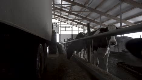 cows being fed at a dairy farm