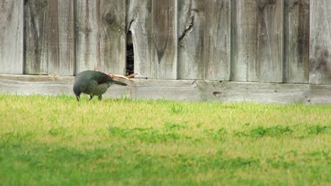 female satin bowerbird hopping jumping eating grass in front of fence in garden daytime australia, victoria, maffra, gippsland