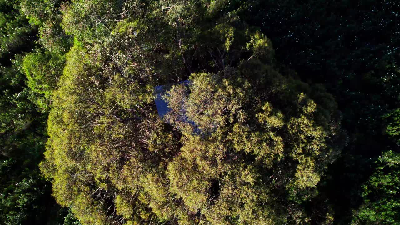 Treehouse Roof In Dense Foliage Of A Tree. Aerial Pullback Shot