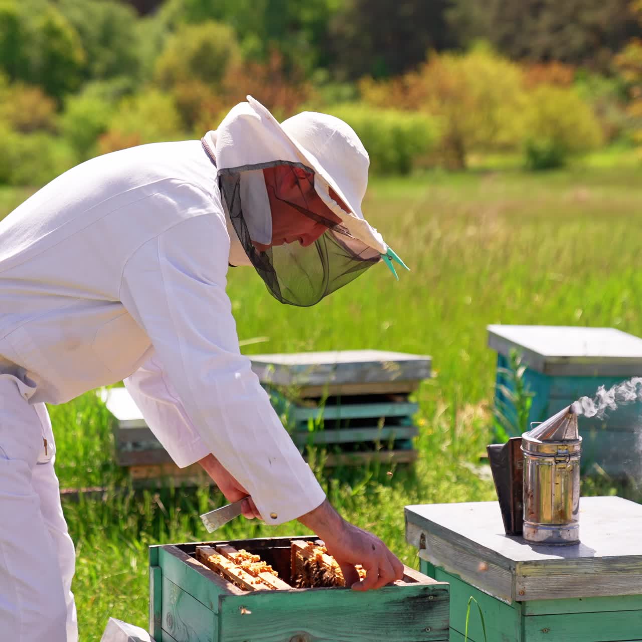 Apicoltore adulto in tuta bianca e cappello protettivo che prende un telaio di miele. L’apicoltore osserva attentamente l’alveare. Sfondo naturale soleggiato sfocato