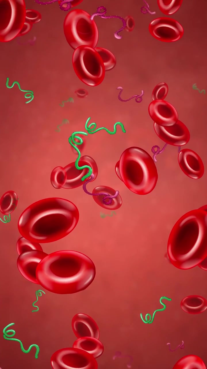 Animated vertical loop of red blood cells and spiral bacteria floating through a red vein.