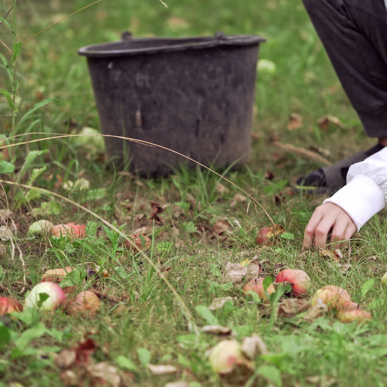 Harvesting apples. Boy picks up juicy fruits in a bucket. Child taking apples from the ground on the natural grass background.