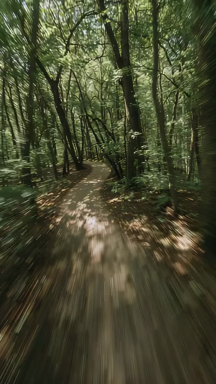 Stående video: Kamera som startar riktad nedåt mot stig, flyttar smutsig stig i skogen, visar trädkronorna, blänk