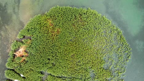 toma aérea de una isla salvaje hecha de junco y caña en struga en el lago ohrid en macedonia