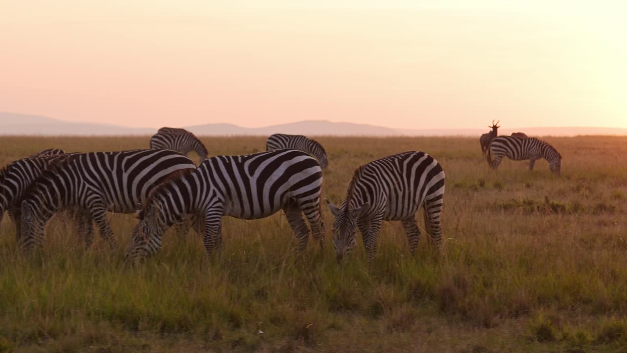 Slow motion di una mandria di zebre che pascola nella savana africana, animali in safari nel Masai Mara, Kenya. Bellissima luce del sole al tramonto nell'ora d'oro, ripresa in steadicam.
