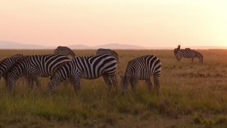 slow motion of zebra herd grazing savannah, africa animals on wildlife safari in masai mara in kenya at maasai mara, beautiful golden hour sunset sun light, steadicam tracking following shot