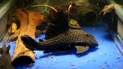 big suckermouth bagre panaque bathyphilus sentado en el fondo azul de un tanque de acuario con comida flotando alrededor