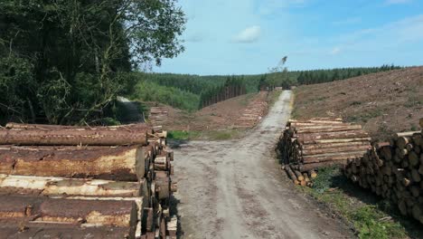 aerial shot of cleared land and cut down trees and cut tree trunks