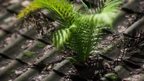 moss and fern on old roof