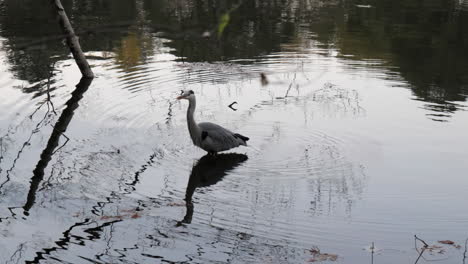 Ein-Ruhiger-Reiher-Sucht-Im-Teich-Nach-Nahrung-Und-Markiert-Seine-Schritte-Im-Wasser-In-Einem-Park-In-Tokio,-Japan