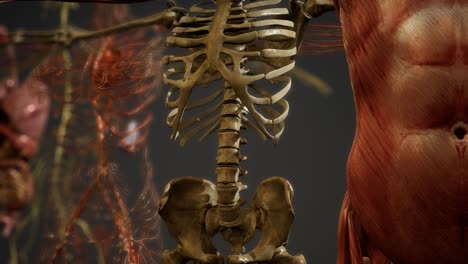 Animierte-3D-Illustration-Der-Menschlichen-Anatomie