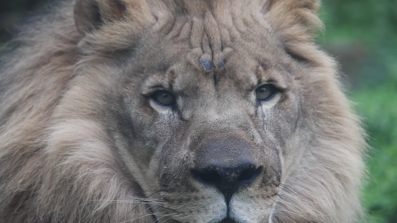 fotografía macro de cerca de la cara y los ojos del león macho