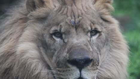 closeup macro shot of male lion face and eyes