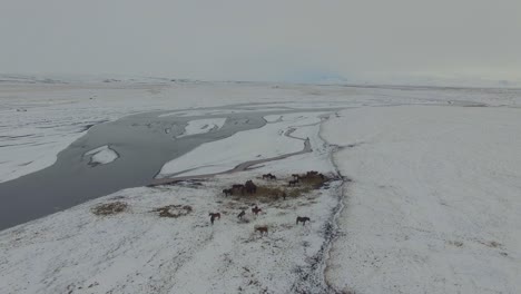 Caballos-De-Islandia-Cerca-Del-Río-Y-Las-Montañas-Durante-El-Invierno-Lento-Tire-Hacia-Atrás-Drone-4k