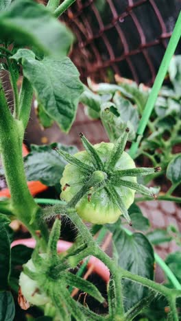 primer plano de un tomate verde joven en una planta