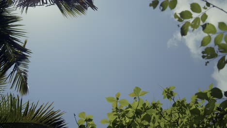 bottom-up shot of different type of leaves swaying in the wind under blue skies