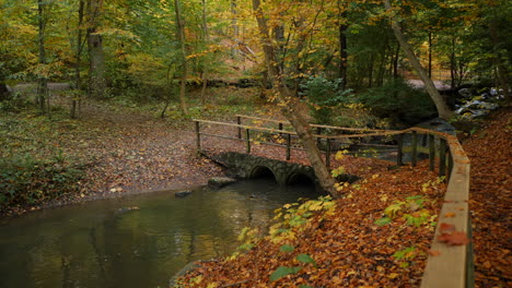 bridge in the autumn forest park