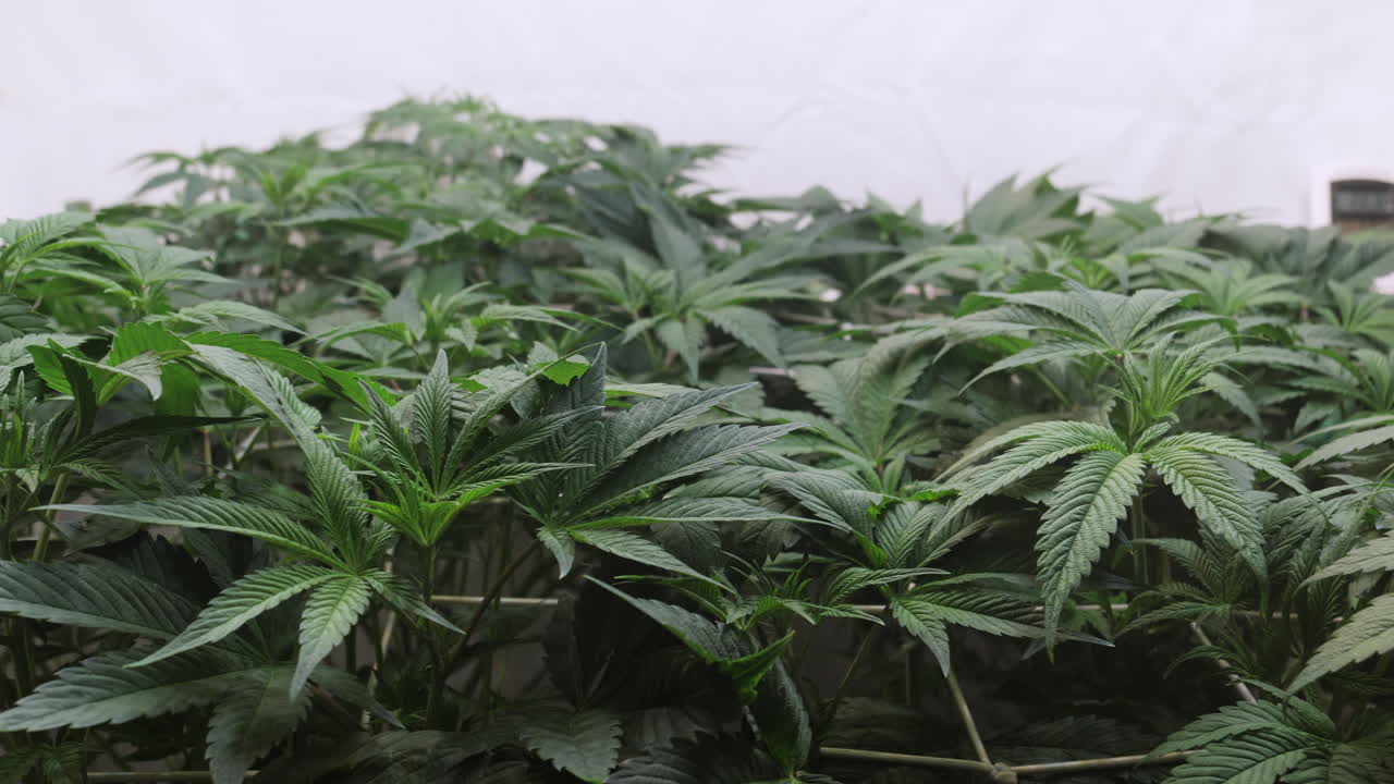 un disparo de una planta de cannabis que crece en una tienda de cultivo