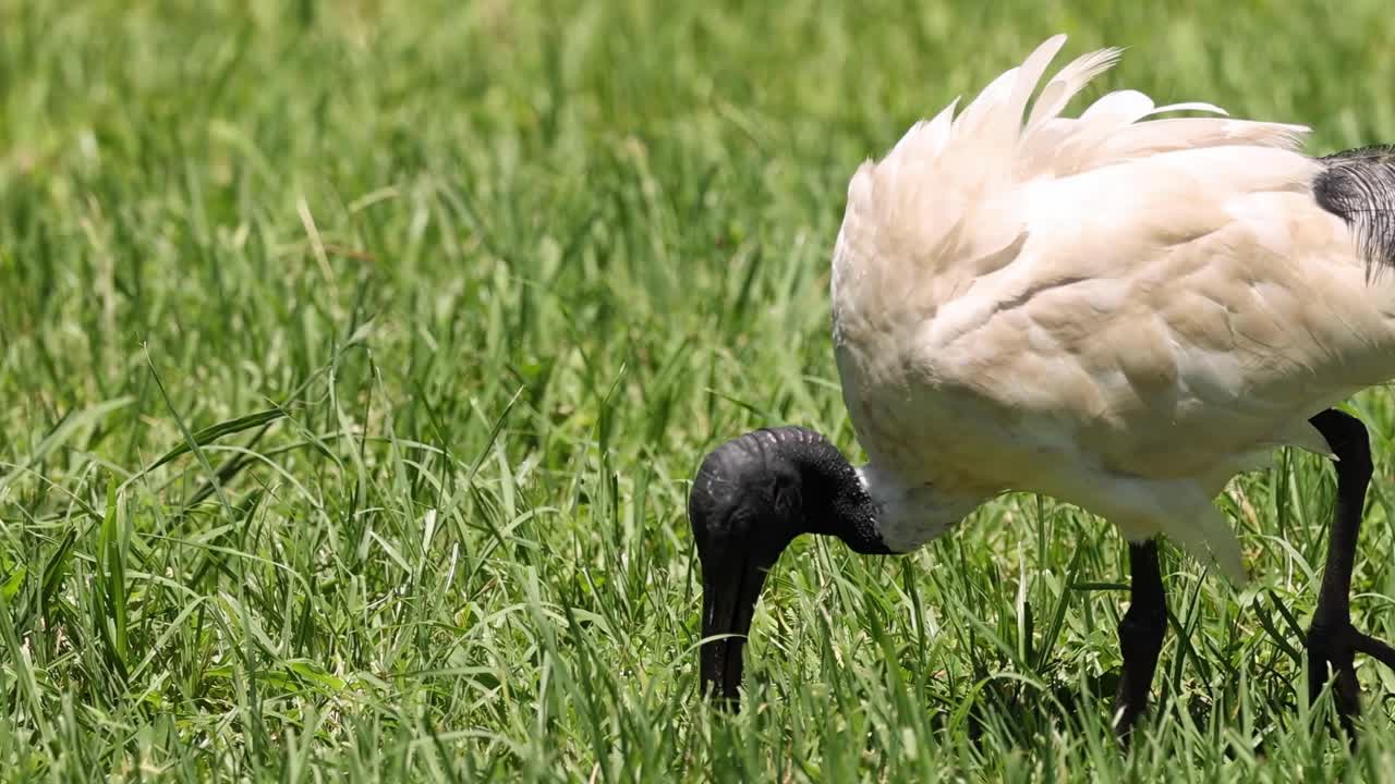 A solitary ibis with a black head and white body forages in vibrant green grass.