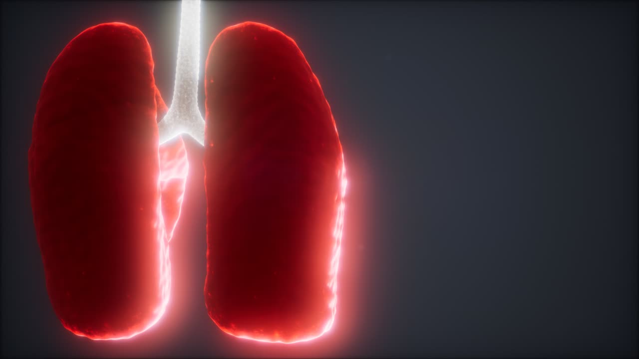 loop 3d rendered medically accurate animation of the human lung