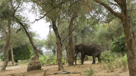 Sleeping-African-elephant:-The-mighty-bull-leans-his-lobe-against-an-acacia-tree-while-standing-upright