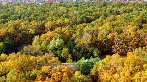 amazing forest on village background. magical trees with bright colors of woodland. autumn landscape in sunny day. aerial view
