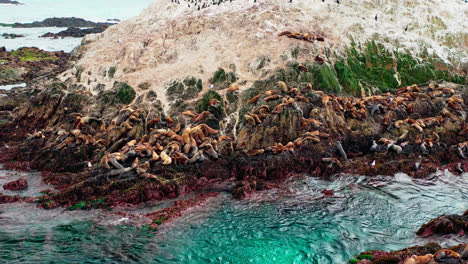 flock of sea lions are resting on the rock in the ocean