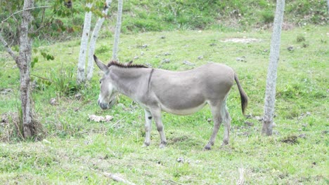 donkey standing in grass field
