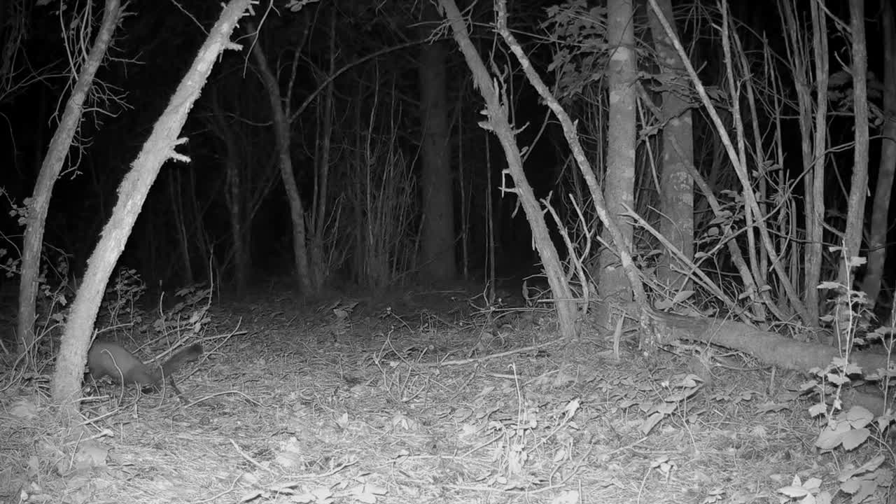 la joven martena de pino europea (martes martes) marca el territorio y luego se mueve. saaremaa, estonia.