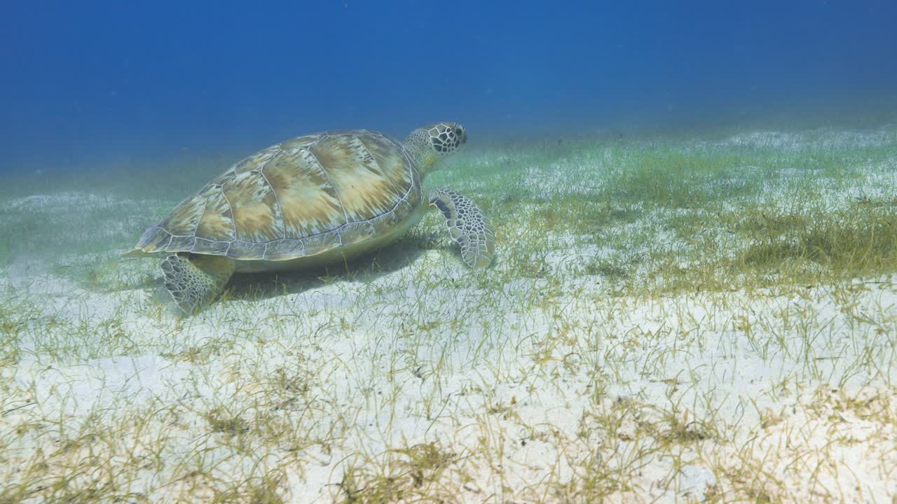 A graceful sea turtle glides slowly over a shallow seagrass bed in clear tropical waters