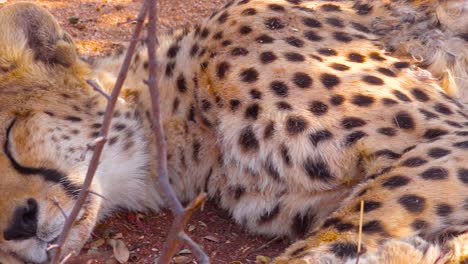 un guepardo duerme y respira en la sabana de áfrica 1