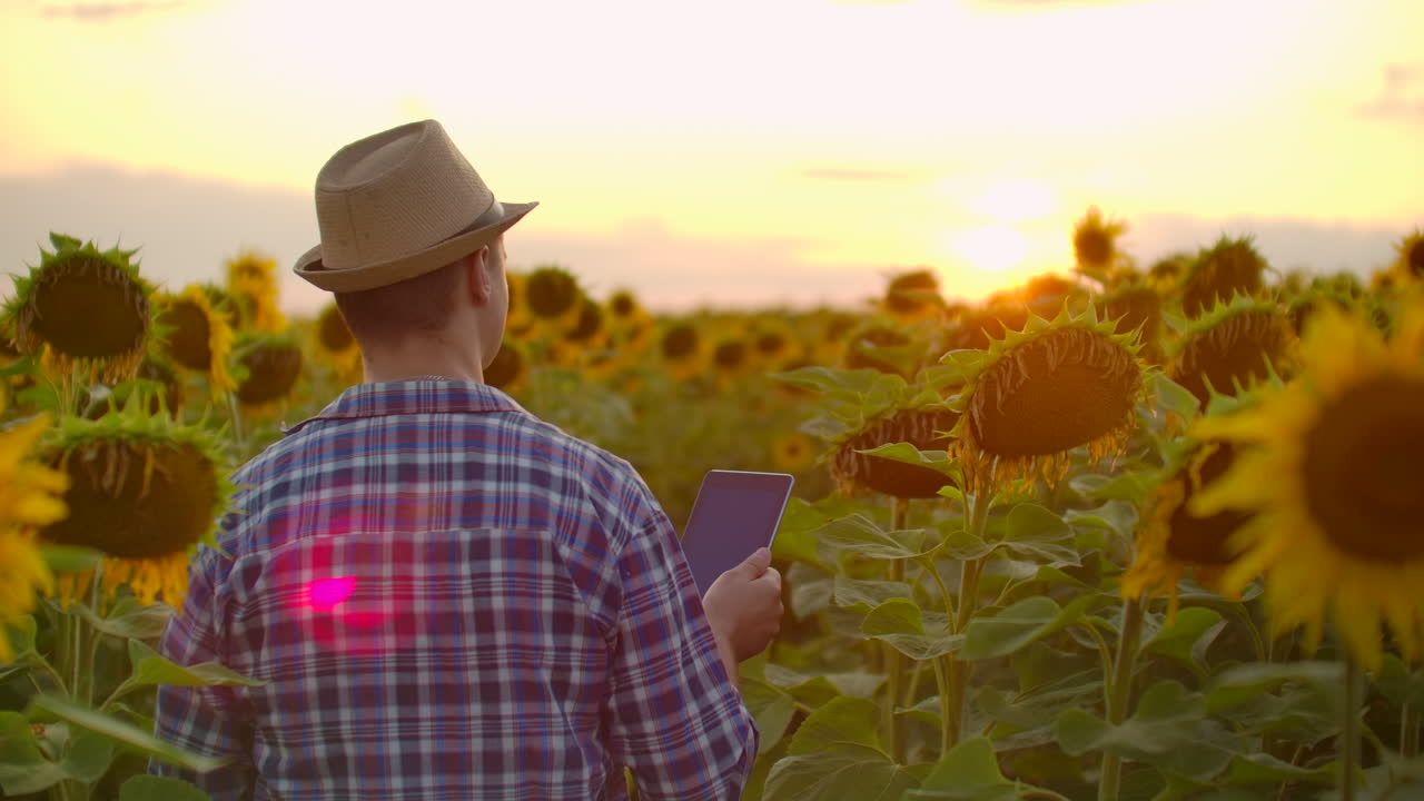 un hombre camina por el campo con grandes girasoles amarillos y los examina. él escribe sus características en el ipad.