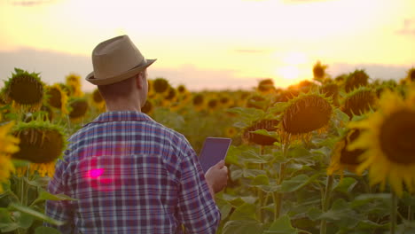 Ein-Mann-Geht-über-Das-Feld-Mit-Den-Großen-Gelben-Sonnenblumen-Und-Untersucht-Sie.-Er-Schreibt-Ihre-Eigenschaften-Auf-Das-IPad.