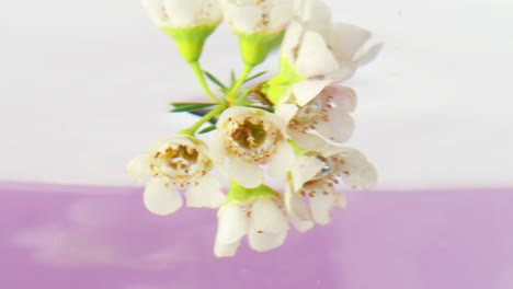 close-up of small white flowers in water