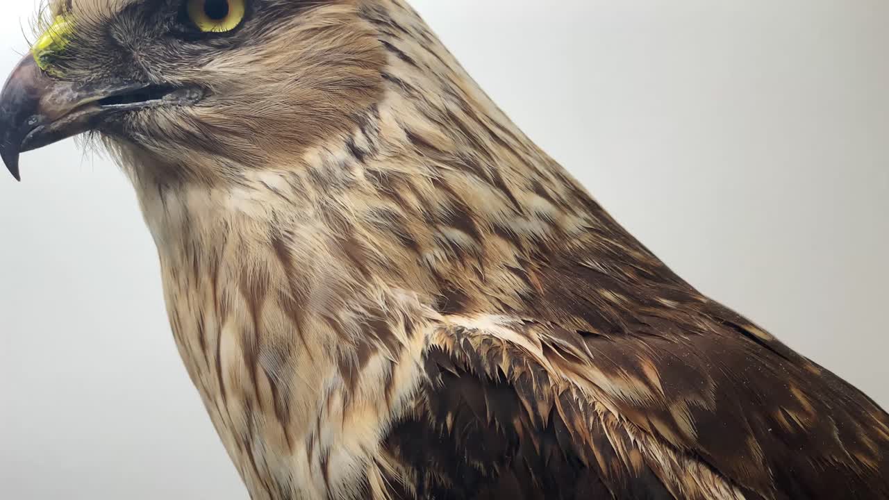 дикая птица - канюк