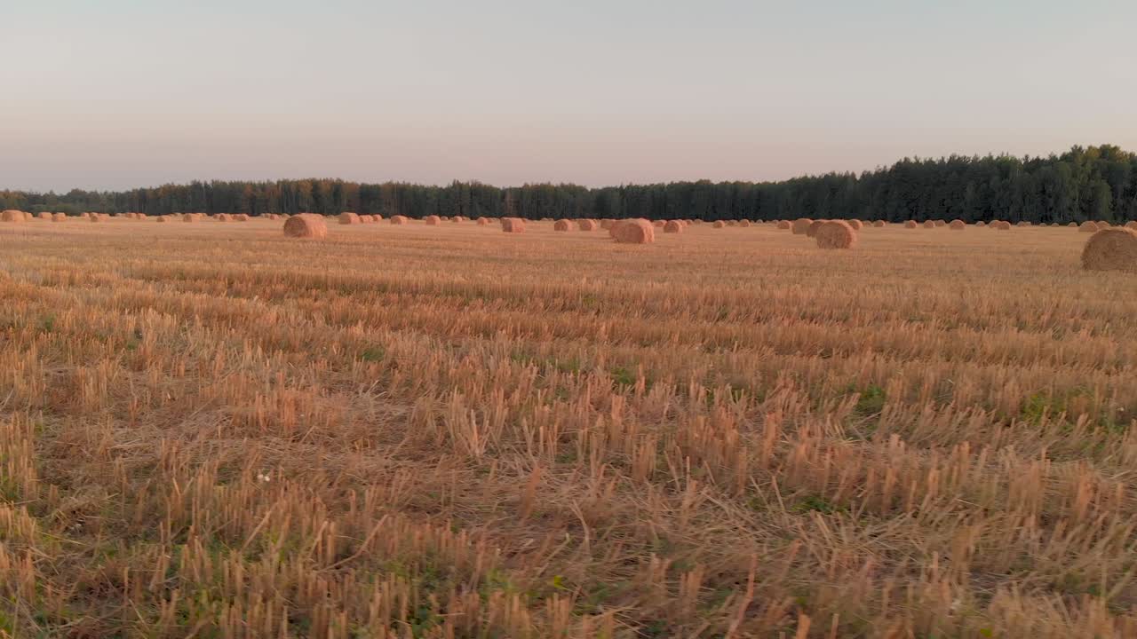Rolls of straw lying on stubble