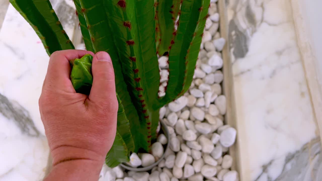 el hombre loco agarra con fuerza un cactus lleno de espinas con la mano y lo sostiene firmemente