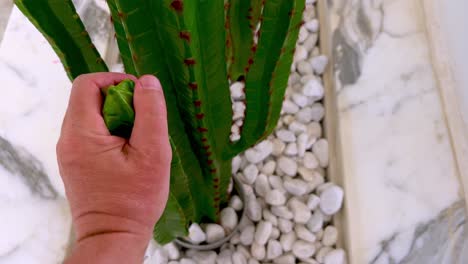 crazy man grasps forcefully a cactus full of thorns with hand and hold tight