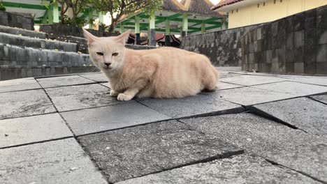 pregnant cat sitting on the floor andesite stone texture