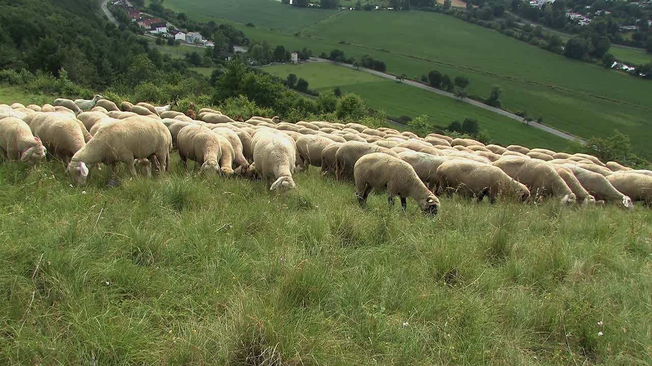 rebaño de ovejas cerca de eichstaett en altmuehltal, baviera, alemania-2