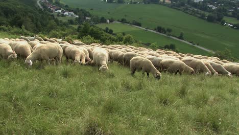 flock of sheep near eichstaett in altmuehltal, bavaria, germany-2